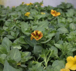 Petúnie 'Petchoa BeautiCal Caramel Yellow' - Petunia hybrida 'Petchoa BeautiCal Caramel Yellow'