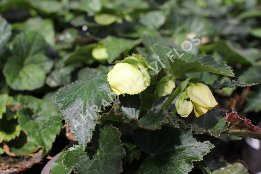 Begónie hlíznatá 'Nonstop Joy Yellow' - Begonia tuberhybrida 'Nonstop Joy Yellow'
