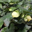 Begónie hlíznatá 'Nonstop Joy Yellow' - Begonia tuberhybrida 'Nonstop Joy Yellow'