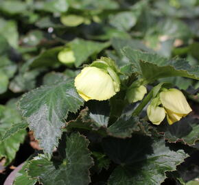 Begónie hlíznatá 'Nonstop Joy Yellow' - Begonia tuberhybrida 'Nonstop Joy Yellow'
