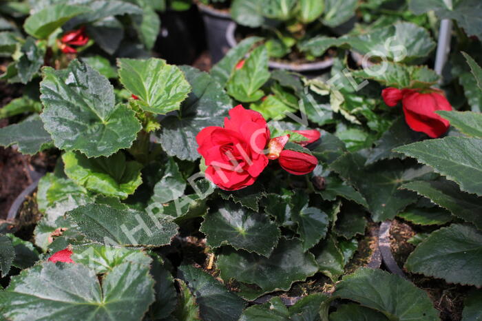 Begónie hlíznatá 'Nonstop Joy Red' - Begonia tuberhybrida 'Nonstop Joy Red'