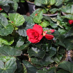 Begónie hlíznatá 'Nonstop Joy Red' - Begonia tuberhybrida 'Nonstop Joy Red'