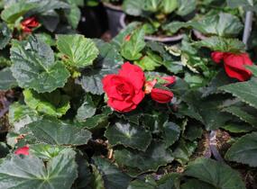Begónie hlíznatá 'Nonstop Joy Red' - Begonia tuberhybrida 'Nonstop Joy Red'