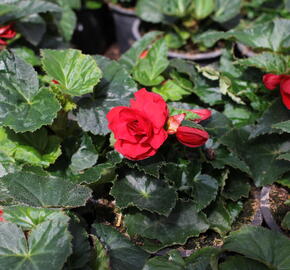 Begónie hlíznatá 'Nonstop Joy Red' - Begonia tuberhybrida 'Nonstop Joy Red'
