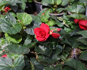 Begónie hlíznatá 'Nonstop Joy Red'