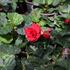 begonie-hliznata-nonstop-joy-red.jpg