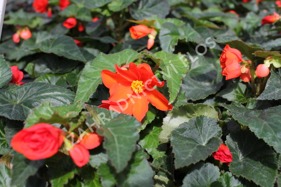 Begónie hlíznatá 'Nonstop Joy Orange' - Begonia tuberhybrida 'Nonstop Joy Orange'