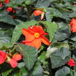 Begónie hlíznatá 'Nonstop Joy Orange' - Begonia tuberhybrida 'Nonstop Joy Orange'