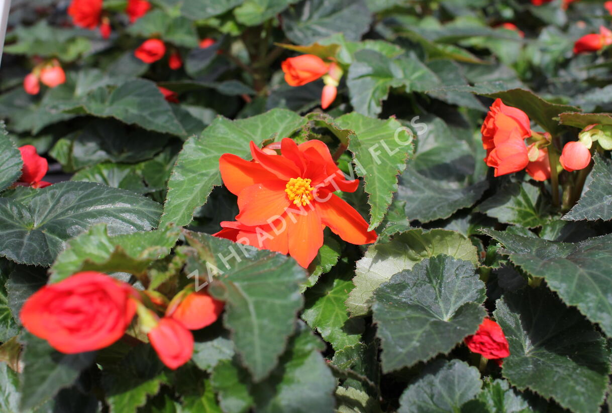 Begónie hlíznatá 'Nonstop Joy Orange' - Begonia tuberhybrida 'Nonstop Joy Orange'