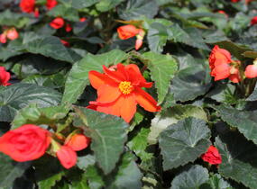 Begónie hlíznatá 'Nonstop Joy Orange' - Begonia tuberhybrida 'Nonstop Joy Orange'
