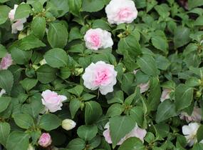 Netýkavka, balzamína turecká 'Musica Princess Pink' - Impatiens walleriana 'Musica Princess Pink'