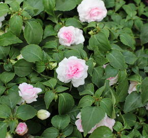 Netýkavka turecká 'Musica Princess Pink' - Impatiens walleriana 'Musica Princess Pink'