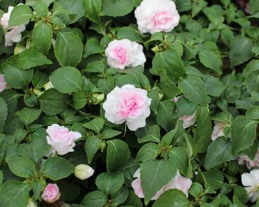 Netýkavka, balzamína turecká 'Musica Princess Pink'