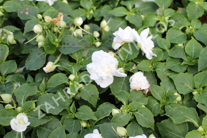 Netýkavka turecká 'Musica Pure White' - Impatiens walleriana 'Musica Pure White'