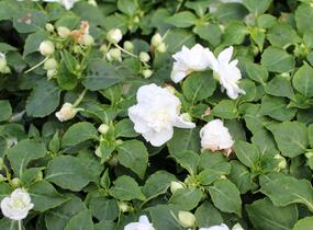 Netýkavka, balzamína turecká 'Musica Pure White' - Impatiens walleriana 'Musica Pure White'