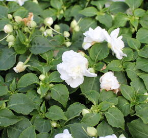 Netýkavka turecká 'Musica Pure White' - Impatiens walleriana 'Musica Pure White'