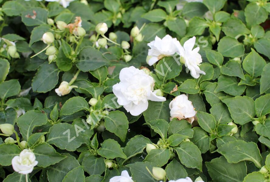 Netýkavka, balzamína turecká 'Musica Pure White' - Impatiens walleriana 'Musica Pure White'