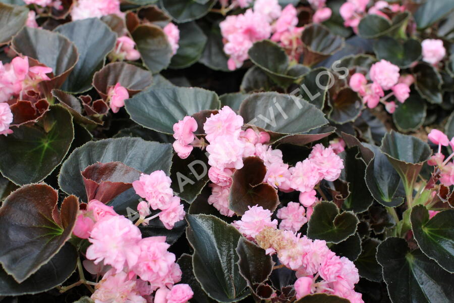 Begónie stálokvětá, ledovka, voskovka 'Doublet Pink' - Begonia semperflorens 'Doublet Pink'