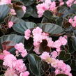Begónie stálokvětá, ledovka, voskovka 'Doublet Pink' - Begonia semperflorens 'Doublet Pink'