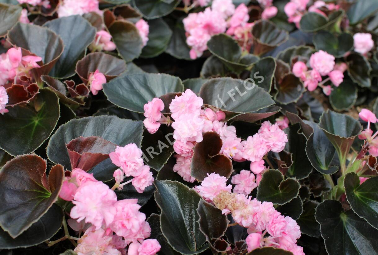 Begónie stálokvětá, ledovka, voskovka 'Doublet Pink' - Begonia semperflorens 'Doublet Pink'