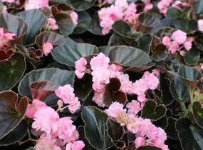 Begónie stálokvětá, ledovka, voskovka 'Doublet Pink' - Begonia semperflorens 'Doublet Pink'