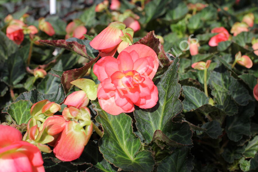 Begónie 'I'conia Miss Malibu' - Begonia 'I'conia Miss Malibu'