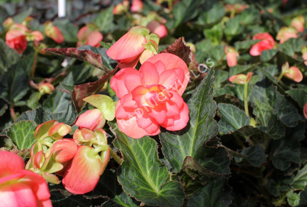 Begónie 'I'conia Miss Malibu' - Begonia 'I'conia Miss Malibu'
