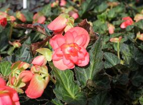 Begónie 'I'conia Miss Malibu' - Begonia 'I'conia Miss Malibu'