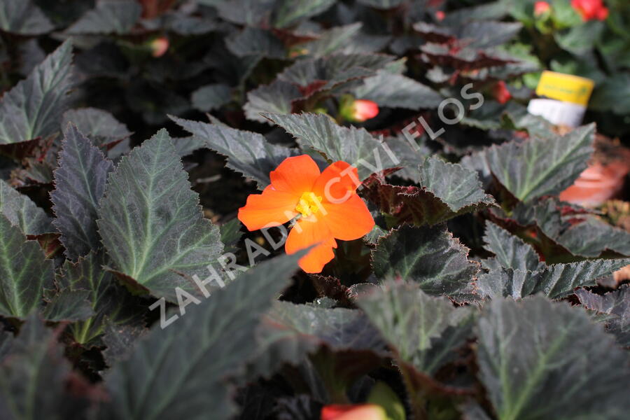 Begónie 'I'conia Portofino Orange' - Begonia 'I'conia Portofino Orange'