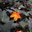 Begónie 'I'conia Portofino Orange' - Begonia 'I'conia Portofino Orange'