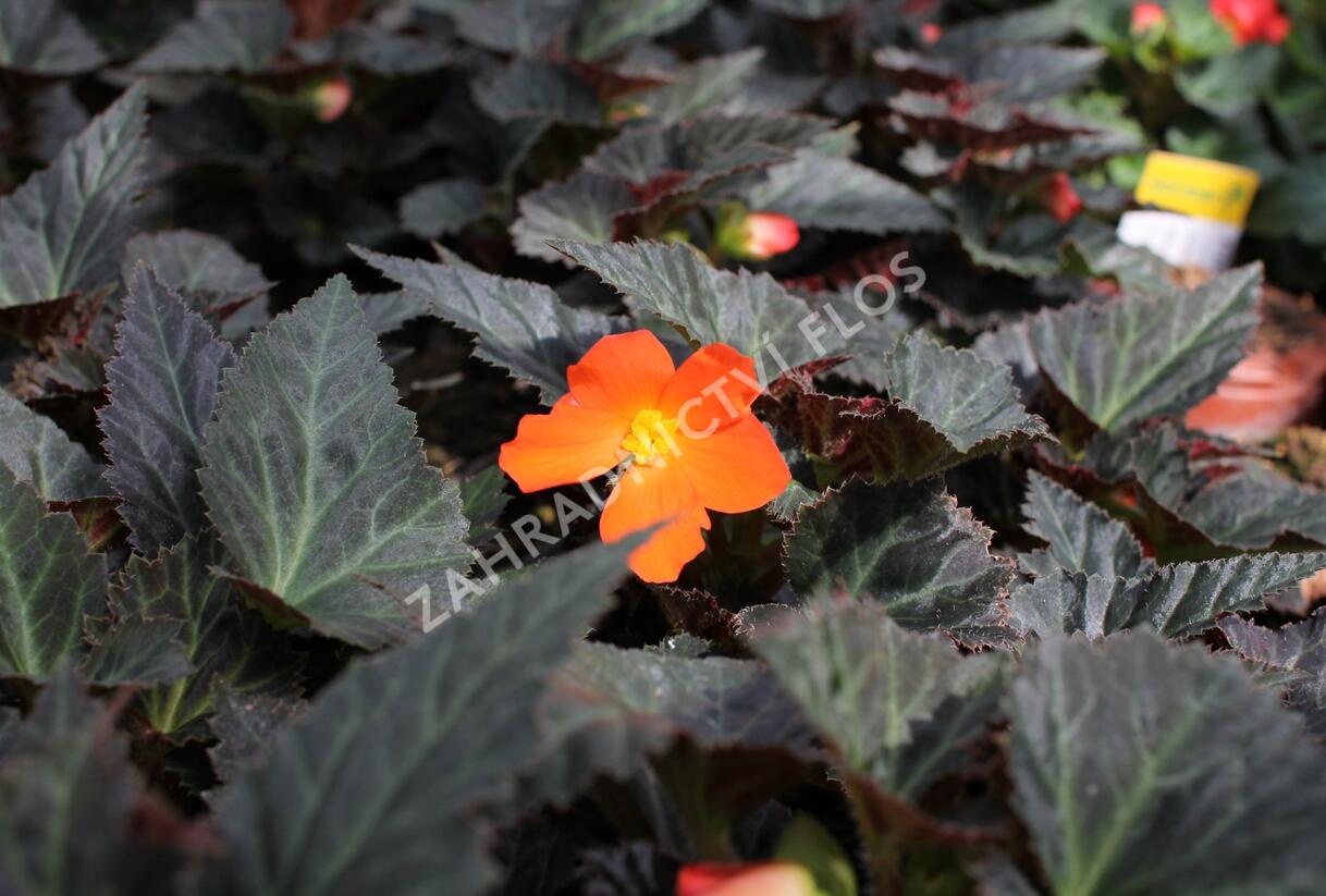 Begónie 'I'conia Portofino Orange' - Begonia 'I'conia Portofino Orange'