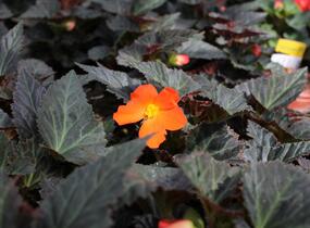 Begónie 'I'conia Portofino Orange' - Begonia 'I'conia Portofino Orange'
