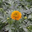 Aksamitník vzpřímený, afrikán 'Antigua Orange' - Tagetes erecta 'Antigua Orange'