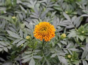 Aksamitník vzpřímený, afrikán 'Antigua Orange' - Tagetes erecta 'Antigua Orange'