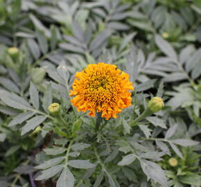 Aksamitník vzpřímený, afrikán 'Antigua Orange' - Tagetes erecta 'Antigua Orange'