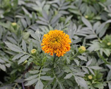 Aksamitník vzpřímený, afrikán 'Antigua Orange'