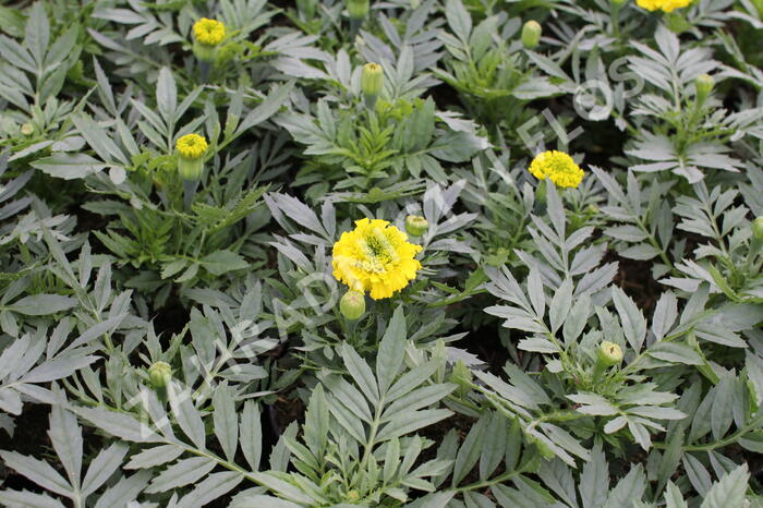Aksamitník vzpřímený, afrikán 'Antigua Yellow' - Tagetes erecta 'Antigua Yellow'