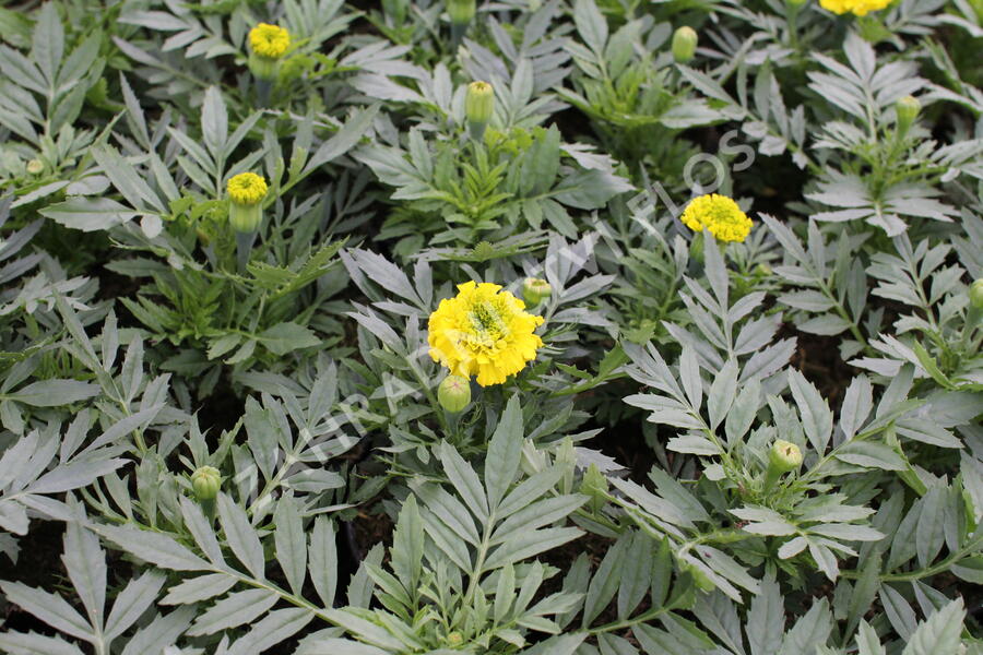 Aksamitník vzpřímený, afrikán 'Antigua Yellow' - Tagetes erecta 'Antigua Yellow'