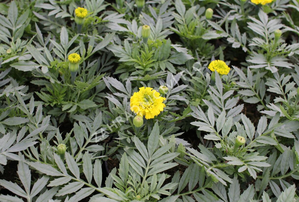 Aksamitník vzpřímený, afrikán 'Antigua Yellow' - Tagetes erecta 'Antigua Yellow'