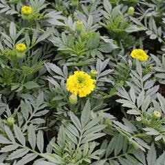 Aksamitník vzpřímený, afrikán 'Antigua Yellow' - Tagetes erecta 'Antigua Yellow'