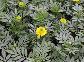 Aksamitník vzpřímený, afrikán 'Antigua Yellow' - Tagetes erecta 'Antigua Yellow'
