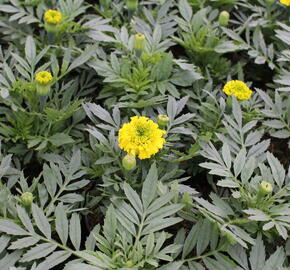 Aksamitník vzpřímený, afrikán 'Antigua Yellow' - Tagetes erecta 'Antigua Yellow'