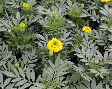 Aksamitník vzpřímený, afrikán 'Antigua Yellow'