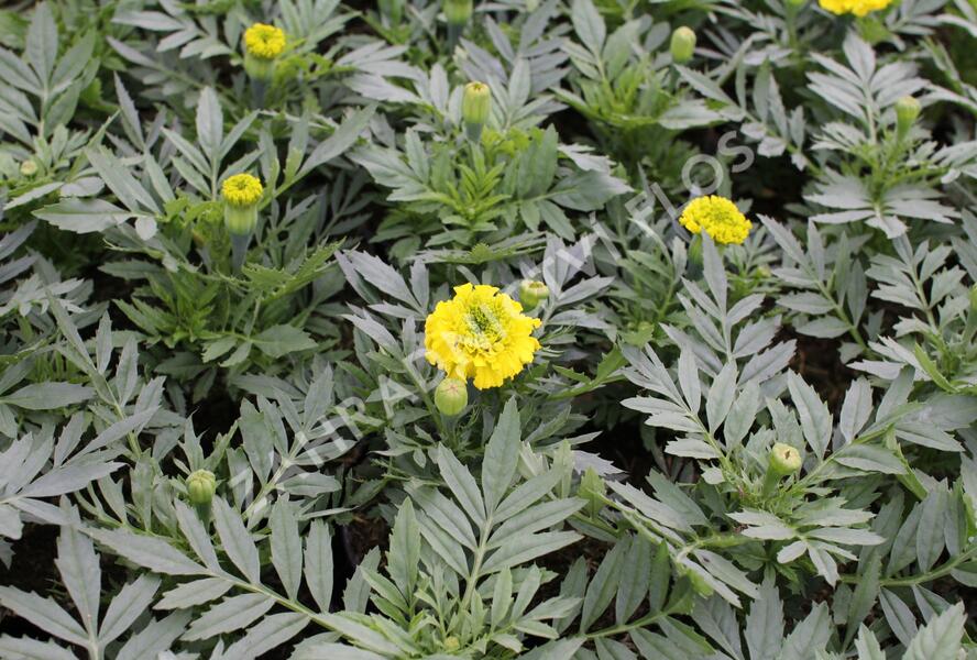 Aksamitník vzpřímený, afrikán 'Antigua Yellow' - Tagetes erecta 'Antigua Yellow'