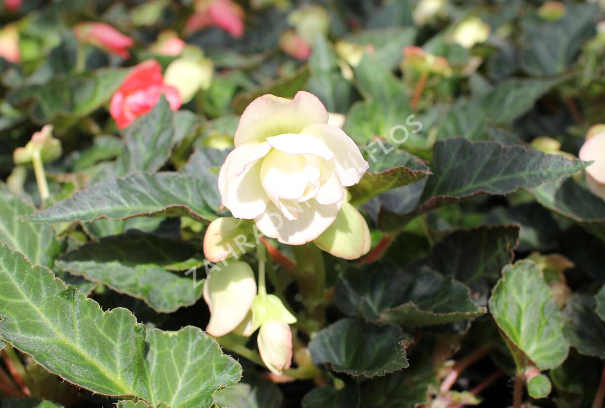 Begónie 'I'conia Miss Montreal' - Begonia 'I'conia Miss Montreal'