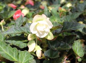 Begónie 'I'conia Miss Montreal' - Begonia 'I'conia Miss Montreal'