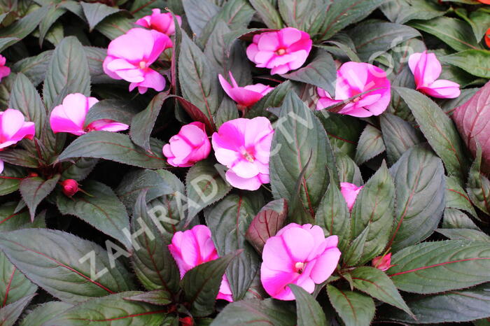 Netýkavka 'Magnum Lavender Splash' - Impatiens Neu Guinea 'Magnum Lavender Splash'