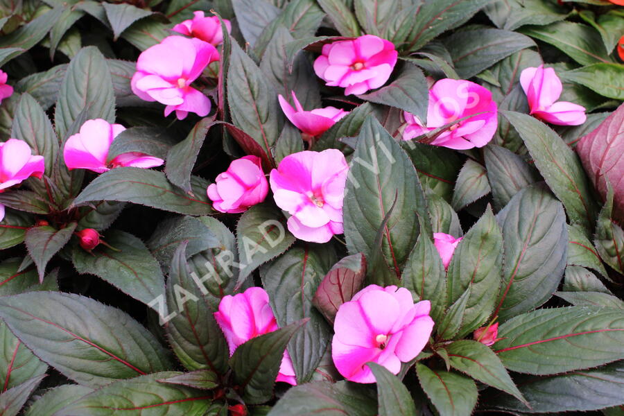 Netýkavka 'Magnum Lavender Splash' - Impatiens Neu Guinea 'Magnum Lavender Splash'