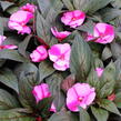 Netýkavka 'Magnum Lavender Splash' - Impatiens Neu Guinea 'Magnum Lavender Splash'