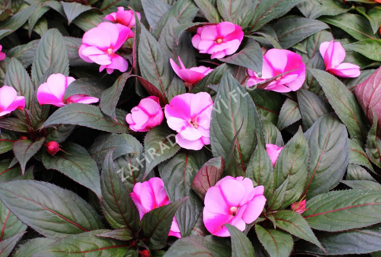 Netýkavka, balzamína 'Magnum Lavender Splash' - Impatiens Neu Guinea 'Magnum Lavender Splash'